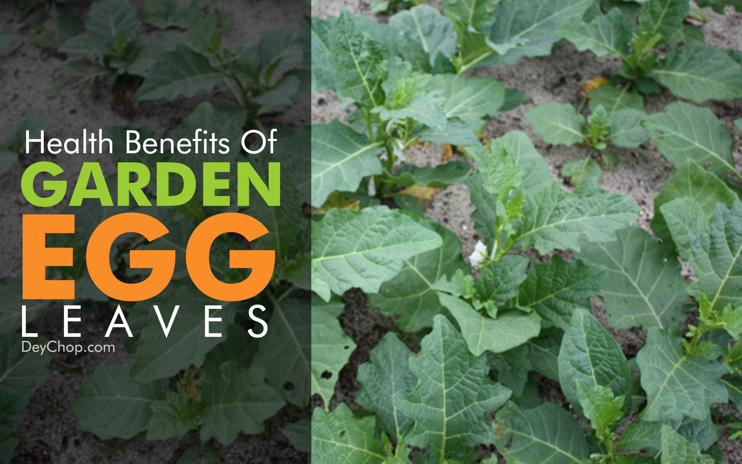 Health Benefits Of Garden Egg Levaes